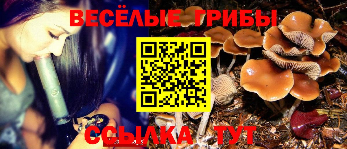 Новоалтайск  Псилоцибиновые грибы Cubensis  Псилоцибиновые грибы мицелий  Вход с VPN 